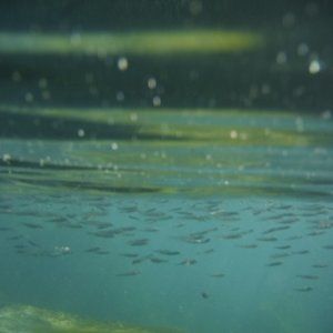 Meet your Posher, Rosy Reb